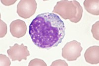 Large lymphocyte-8.JPG