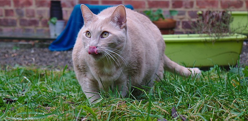 File:Larry the cat standing on grass and licking his nose in Auderghem, Belgium (DSCF2372).jpg