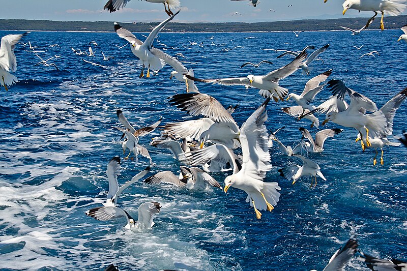 File:Larus michahellis, Island of Pag, Croatia.jpg