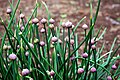 Lauch (Allium sp.)