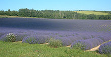 Rækker af lav lavendel