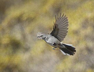 <span class="mw-page-title-main">Layard's warbler</span> Species of bird