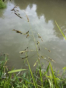 Leersia oryzoides sl7.jpg