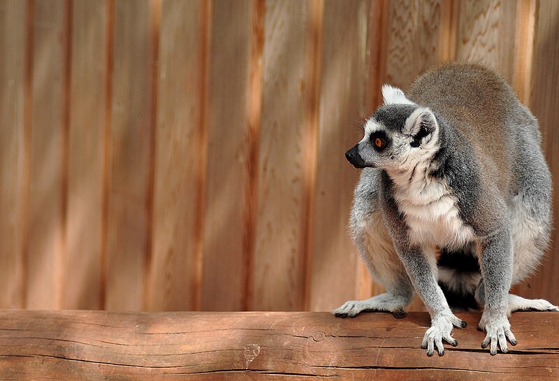 File:Lemur in Artis Zoo.jpg