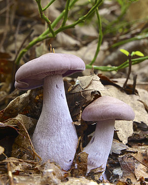 Wood Blewit