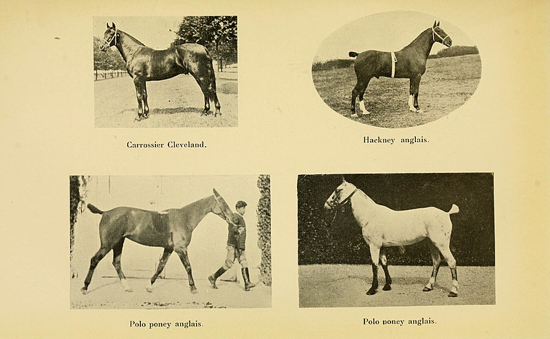 File:Les races chevalines française et anglaises BHL22045744.jpg