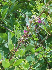 マルバハギ Lespedeza cyrtobotrya