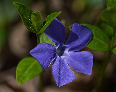 Lesser Periwinkle (Vinca minor)