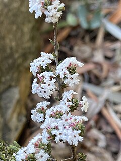 <i>Leucopogon attenuatus</i> Species of plant