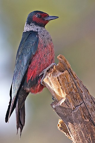 <span class="mw-page-title-main">Lewis's woodpecker</span> Species of bird