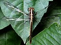 Yellow-sided Skimmer, Libellula flavida