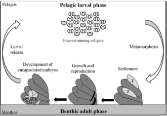 Schéma représentant le cycle de vie bentho-pélagique de Crepidula fornicata avec quatre principaux stades de développement : une phase larvaire libre dans la colonne d'eau (on parle de forme pélagique), une phase benthique sessile (fixée sur le fond) avec le stade juvénile immature (J), le stade adulte mature[1] et l'étape embryonnaire (embryons incubés au stade véligère précédant l’émission)[2].