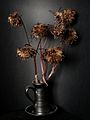 * Nomination Composition of dried inflorescences of Summer ragwort (Ligularia dentata). --Bff 21:12, 23 August 2015 (UTC) * Decline Quality of the blacks is really bad. Lacks of details on the main subject. Too bad, the thumbnail looks good :( --PierreSelim 12:06, 29 August 2015 (UTC)