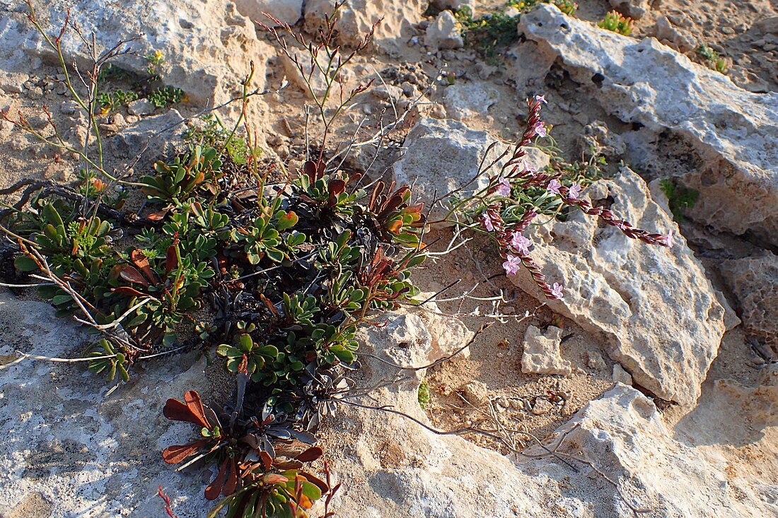 Limonium aucheri