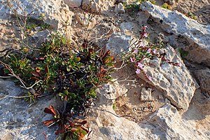 Limonium aucheri kz4.jpg