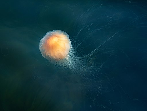 Lion's mane jellyfish in Gullmarn fjord at Sämstad 6