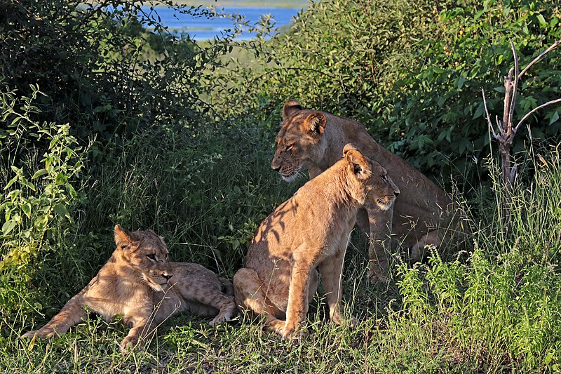 File:Lion (Panthera leo) females Chobe.jpg