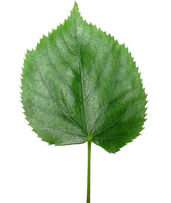 Leaf of Tilia tomentosa (Silver lime tree)