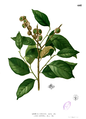 Lithocarpus costatus
