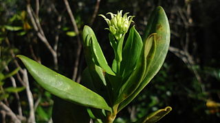 <i>Litothamnus</i> Genus of flowering plants