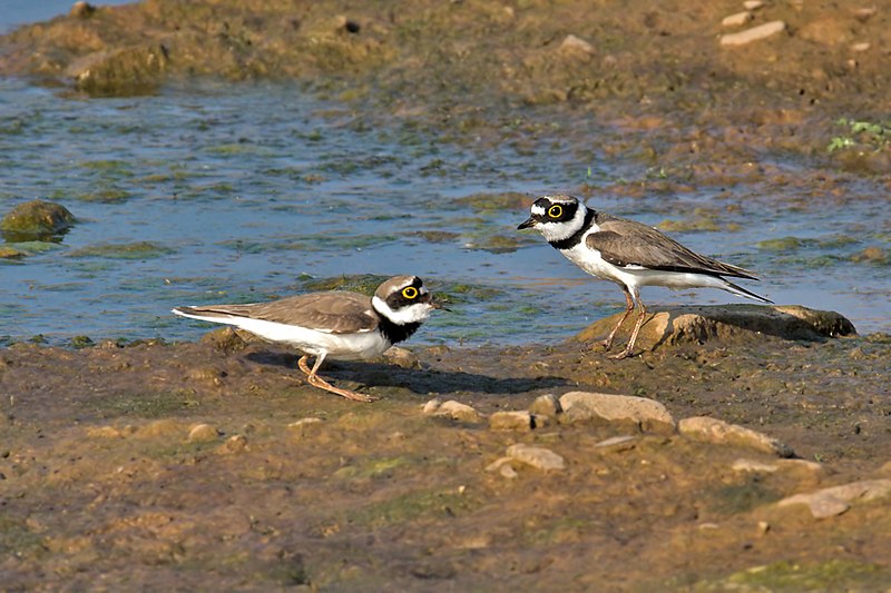 File:Little Ringed-Plover fighting.jpg