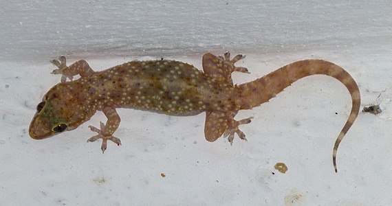 Mediterranean House Gecko, Mugla province, Turkey.