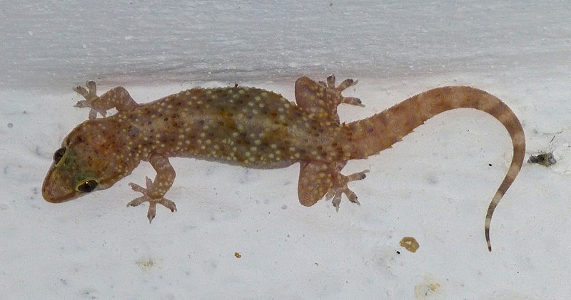 File:Lizard 1400181 Nevit (cropped).jpg