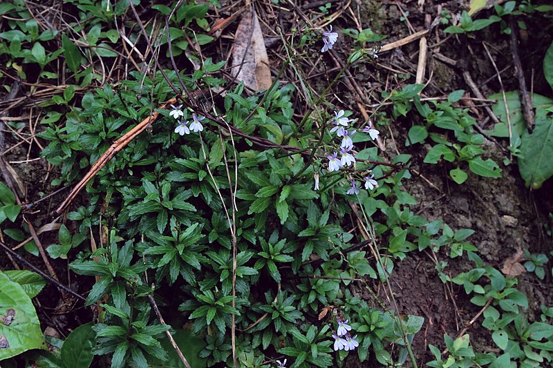 File:Lobelia sp. (Campanulaceae) (24996509553).jpg