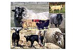 Thumbnail for Newfoundland sheep