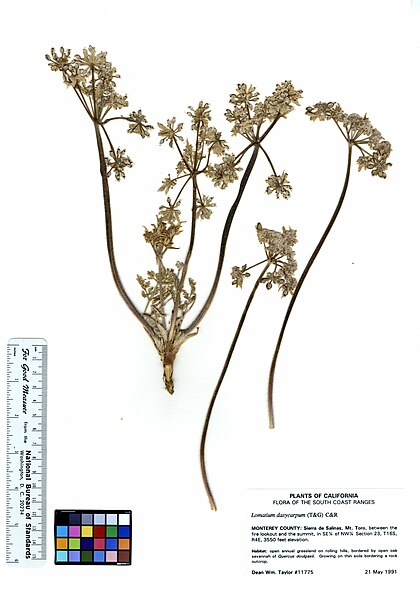 File:Lomatium dasycarpum ssp. dasycarpum (5901211965).jpg