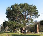 Lone Pine Pial Park.jpg