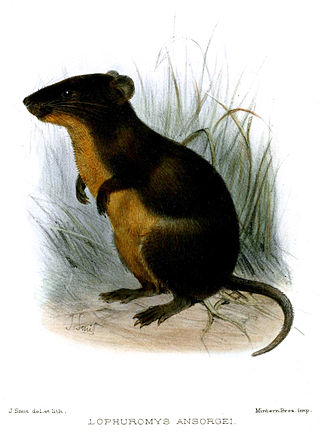 <span class="mw-page-title-main">Ansorge's brush-furred rat</span> Species of rodent