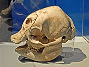 Skull of a baby African bush elephant
