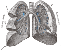 Lungs Ru.gif