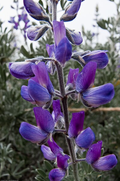 File:Lupine flower, Cloisters, Morro Bay, CA, 17 May 2009..jpg
