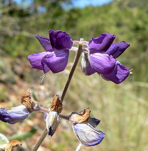 Lupinus albifrons 2