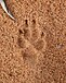 left, back pawprint of same animal