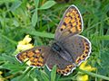 Lycaena tityrus