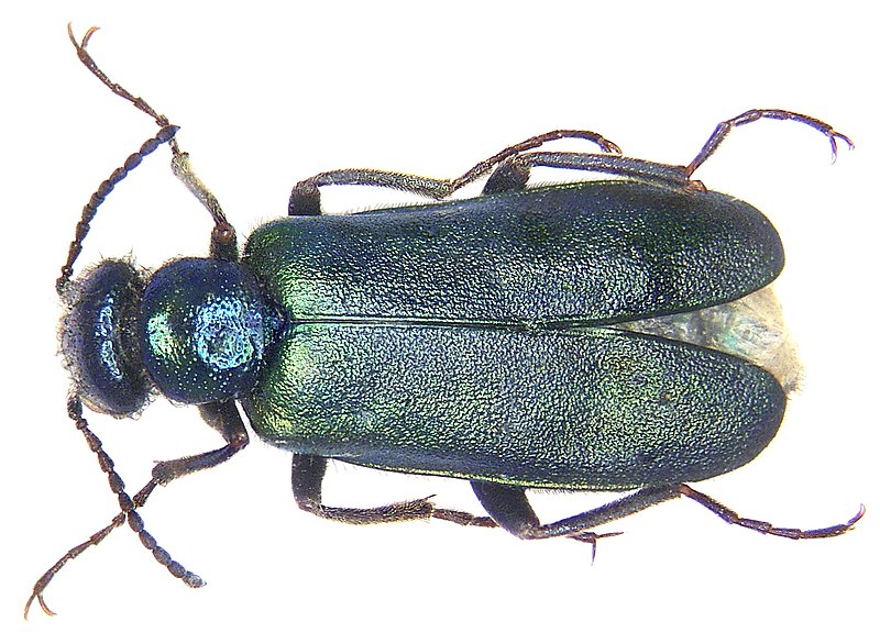 File:Lydus elegantulus (3180215976).jpg