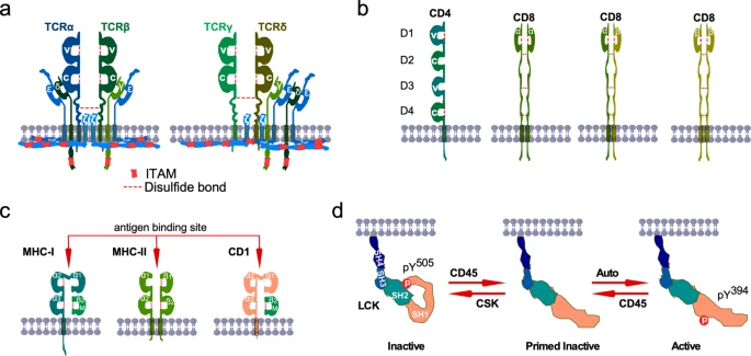 File:Lymphocyt T receptor.webp