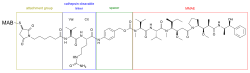 Brentuximab vedotin