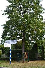 In Zoelmond: Beatrixboom
