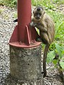 File:Macaco-prego (Cebus apella).jpg - Wikimedia Commons