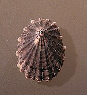 Shell of a Lottia scabra, or rough limpet Macklintockia scabra 001.jpg