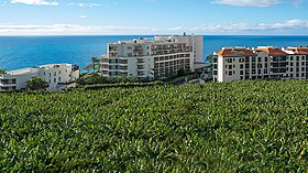 Plantação de bananeiras na Zona Hoteleira do Lido, Funchal