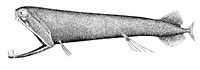 The stoplight loosejaw has a lower jaw one-quarter as long as its body. The jaw has no floor and is attached only by a hinge and a modified tongue bone. Large fang-like teeth in the front are followed by many small barbed teeth.※※