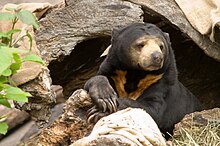 Maleise zonnebeer - Oregon Zoo.jpg