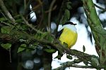 Thumbnail for White-collared manakin