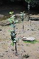 Gray Mangrove seedlings (Avicennia marina var resinifera). Port River, South Australia
