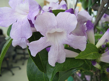 Mansoa alliacea1.jpg